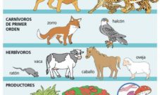 ¿Cuáles son los eslabones de la cadena alimentaria?