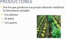 ¿Qué pasaría si desaparecieran los organismos productores?