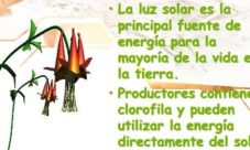 ¿Cuál es la principal fuente de energía en un ecosistema?
