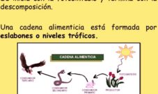 ¿Dónde inicia y dónde termina la cadena alimenticia?