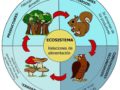 Importancia de la cadena alimenticia en los ecosistemas