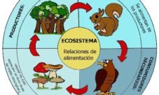 Importancia de la cadena alimenticia en los ecosistemas