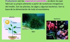 Importancia de la vegetación en la cadena alimenticia