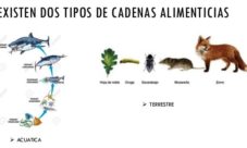 Tipos de cadena alimenticia