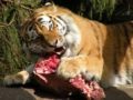 Cadena alimenticia del tigre